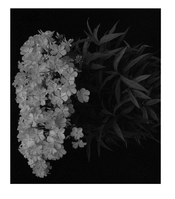 Figure 1 of US plant patent PP30221, the photograph of Rose Bouquet printed in the patent.