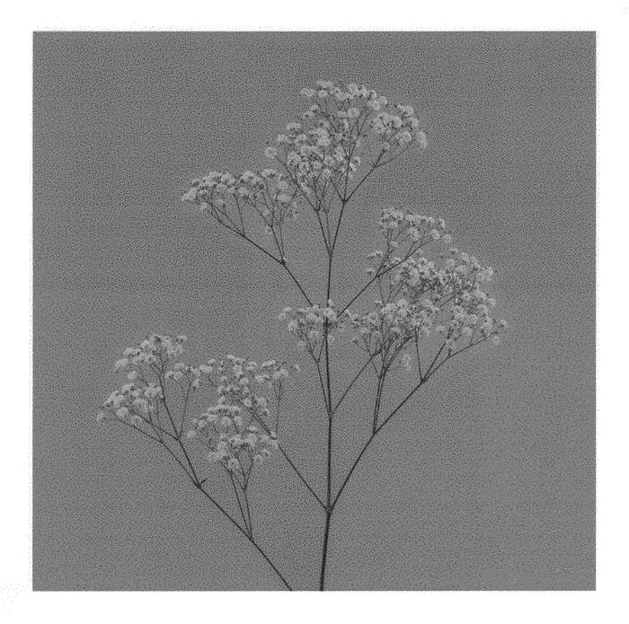 Figure 1 of US plant patent PP30222, the photograph of Pearls Grandtastic printed in the patent.
