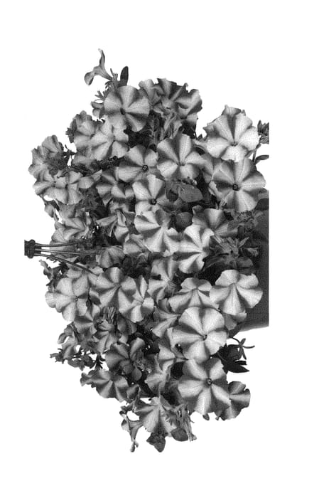 Figure 1 of US plant patent PP30223, the photograph of Dopetpepbur printed in the patent.