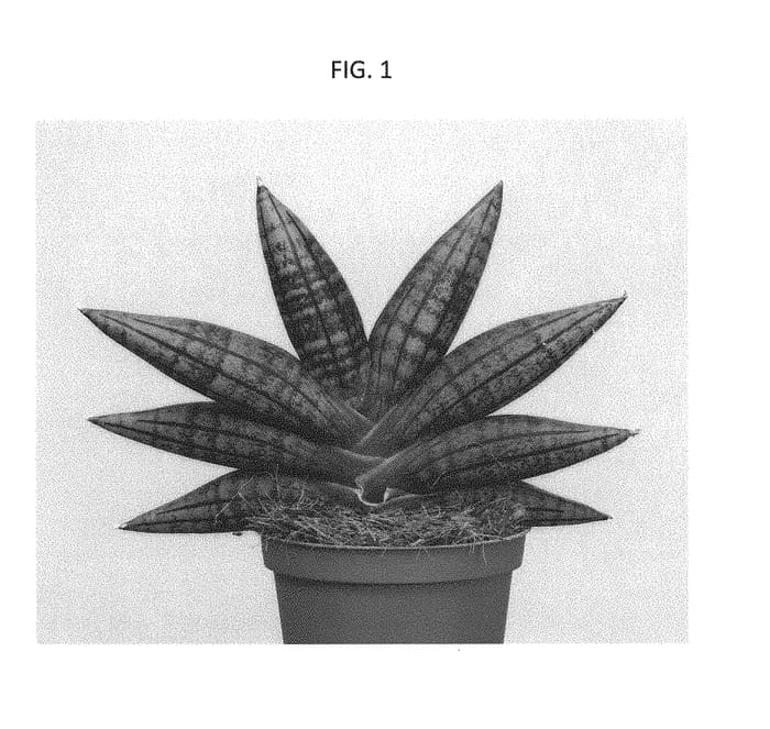 Figure 1 of US plant patent PP30224, the photograph of SUPSAN1608 printed in the patent.