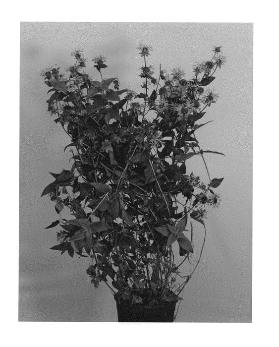 Figure 1 of US plant patent PP30225, the photograph of Allbrav printed in the patent.