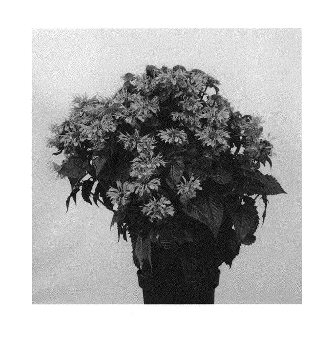 Figure 1 of US plant patent PP30226, the photograph of MONARD0044 printed in the patent.
