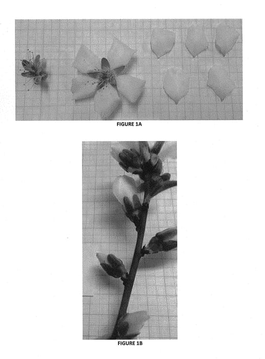 Figure 1 of US plant patent PP30228, the photograph of VELA printed in the patent.