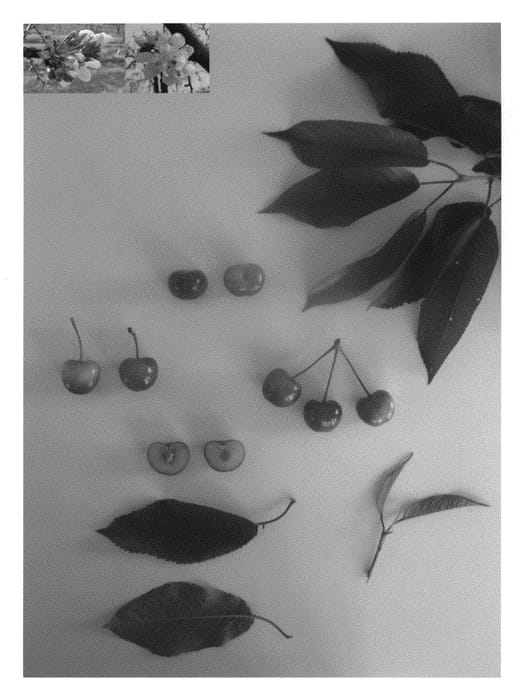 Figure 1 of US plant patent PP30229, the photograph of Glensweet II printed in the patent.
