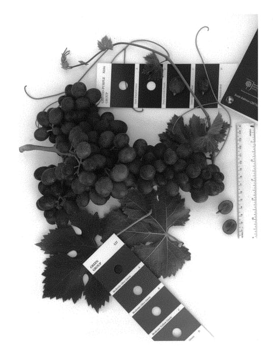 Figure 1 of US plant patent PP30230, the photograph of IFG Thirty-three printed in the patent.