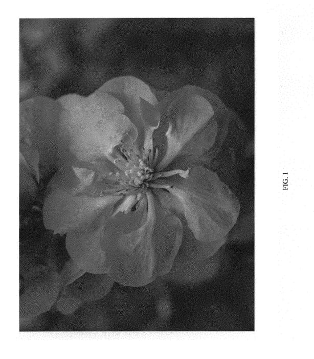 Figure 1 of US plant patent PP30231, the photograph of NCCS4 printed in the patent.