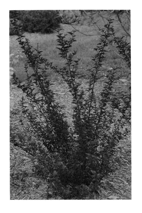 Figure 1 of US plant patent PP30232, the photograph of SMNPMS printed in the patent.