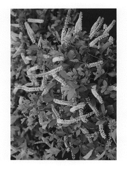 Figure 1 of US plant patent PP30233, the photograph of SMNIVDFC printed in the patent.