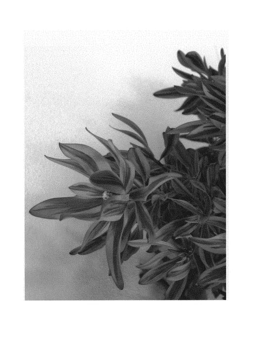 Figure 1 of US plant patent PP30234, the photograph of WILD THING printed in the patent.