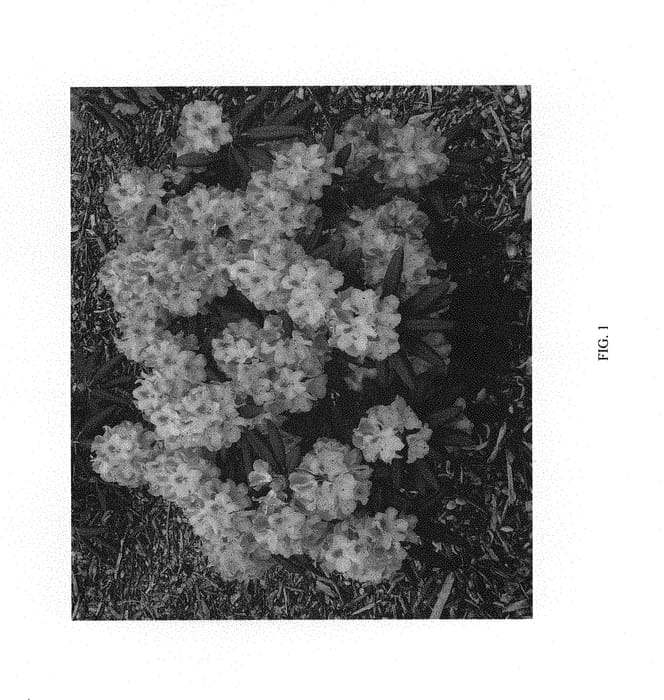 Figure 1 of US plant patent PP30235, the photograph of HOLDEN52 printed in the patent.