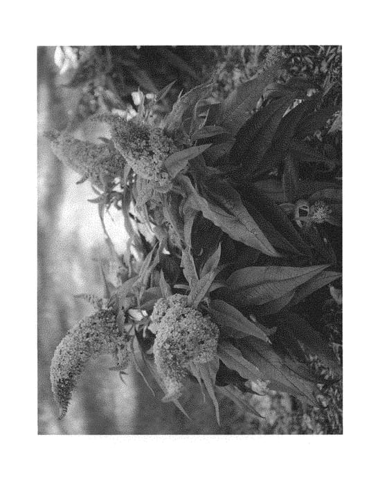 Figure 1 of US plant patent PP30236, the photograph of SMNBDL printed in the patent.