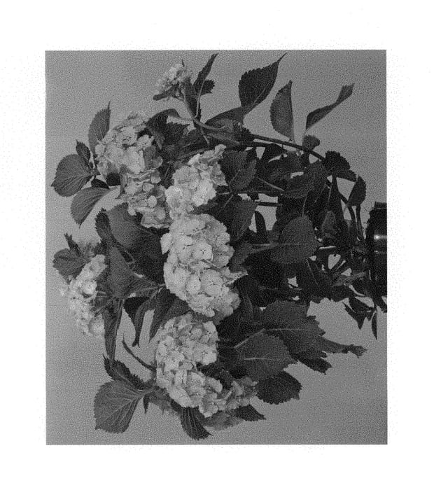 Figure 1 of US plant patent PP30237, the photograph of Hortmabluebel printed in the patent.