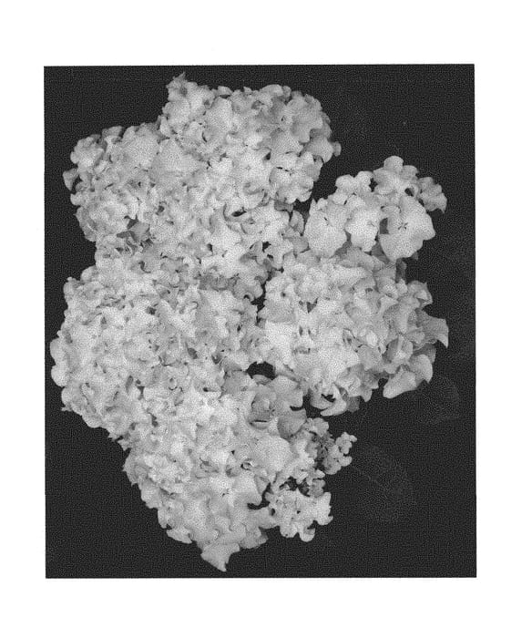 Figure 1 of US plant patent PP30238, the photograph of H216905 printed in the patent.