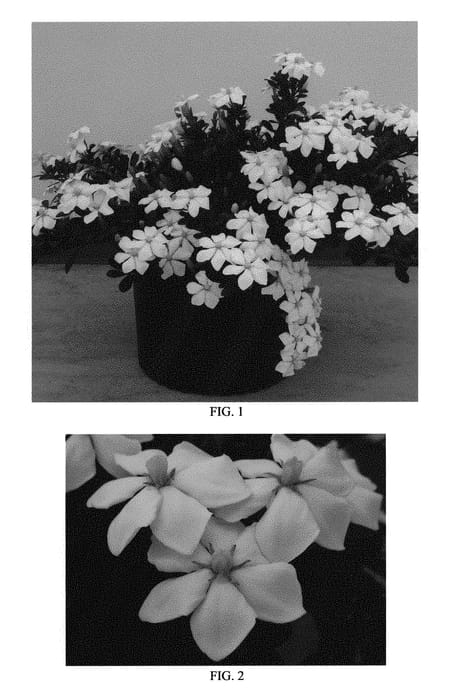 Figure 1 of US plant patent PP30239, the photograph of WAH-LM printed in the patent.
