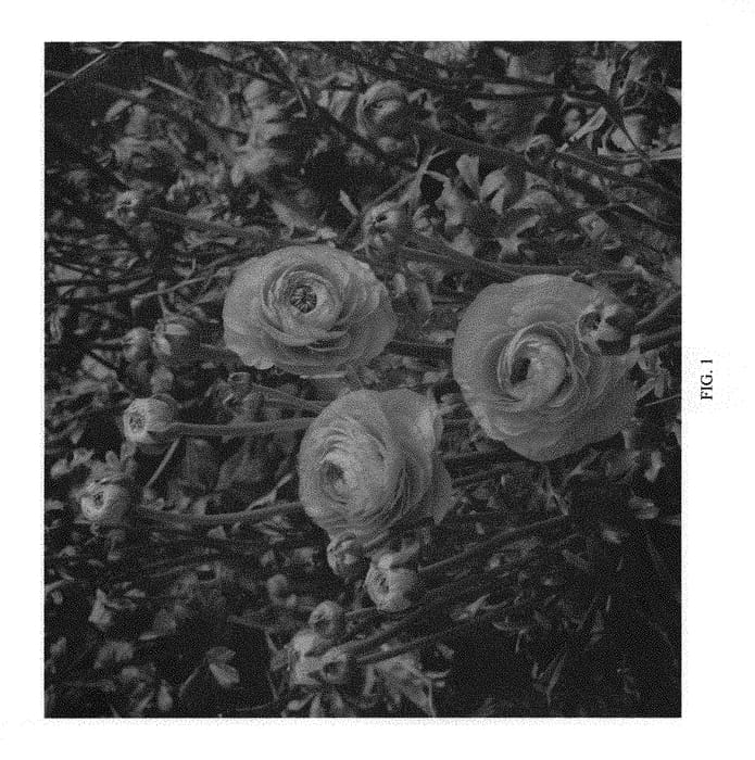Figure 1 of US plant patent PP30240, the photograph of ABULANJI printed in the patent.
