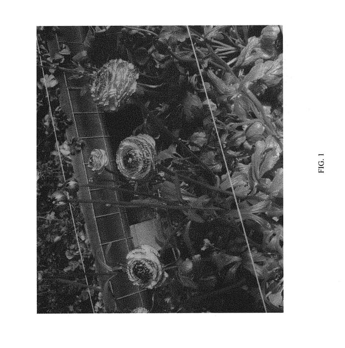 Figure 1 of US plant patent PP30241, the photograph of ABAIRESEKUI printed in the patent.