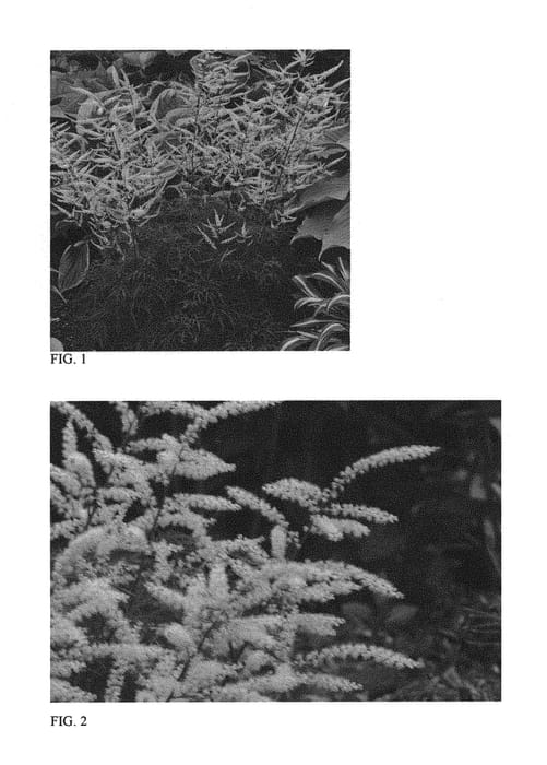 Figure 1 of US plant patent PP30242, the photograph of Fairy Hair printed in the patent.