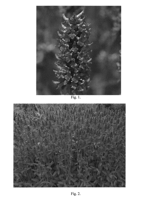 Figure 1 of US plant patent PP30243, the photograph of Summer Romance printed in the patent.