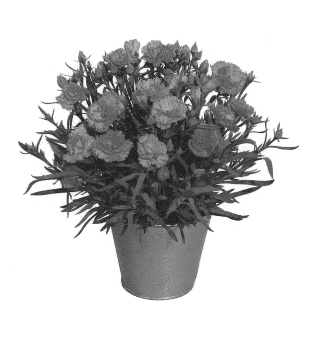 Figure 1 of US plant patent PP30244, the photograph of KLEDP16230 printed in the patent.