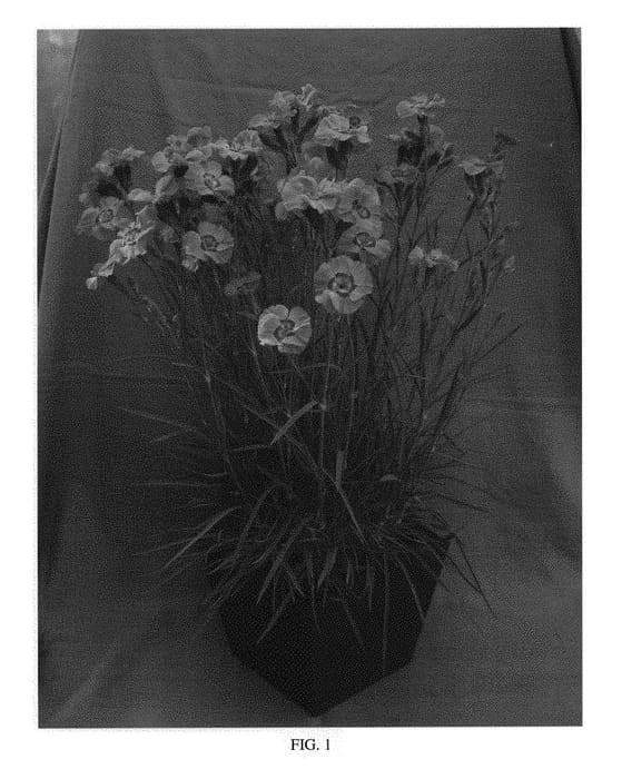 Figure 1 of US plant patent PP30245, the photograph of WP17 PIE54 printed in the patent.