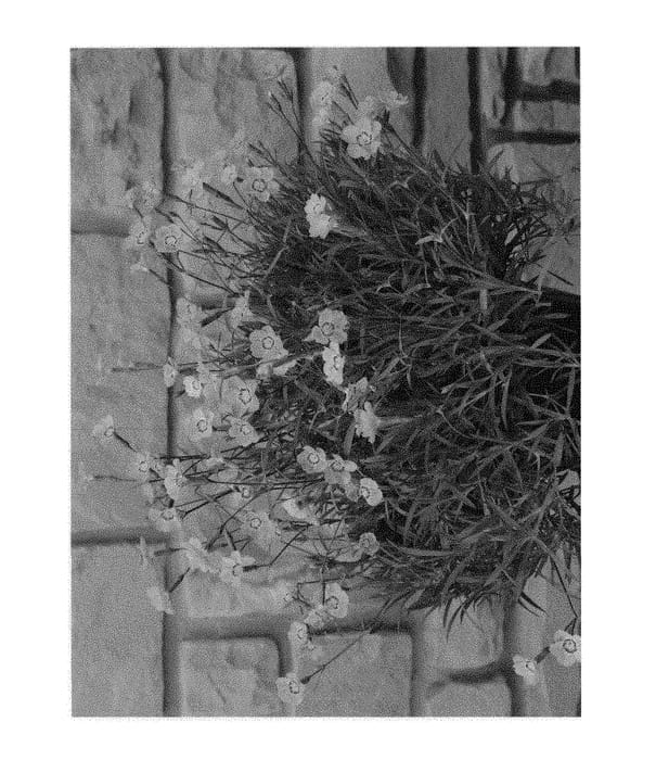 Figure 1 of US plant patent PP30246, the photograph of KonD1010K2 printed in the patent.
