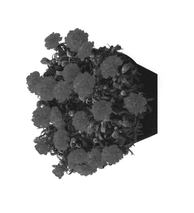 Figure 1 of US plant patent PP30247, the photograph of Hilbechcra printed in the patent.