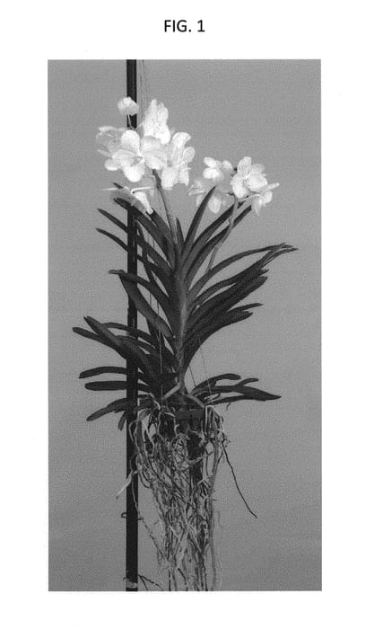 Figure 1 of US plant patent PP30248, the photograph of SPCDW1517 printed in the patent.