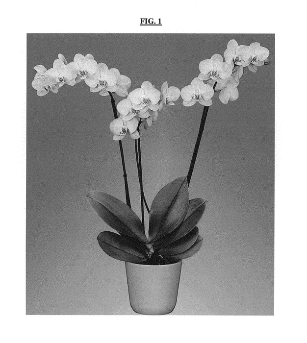 Figure 1 of US plant patent PP30249, the photograph of Sunshower printed in the patent.