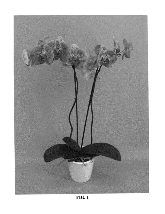 Figure 1 of US plant patent PP30250, the photograph of PHALFLEDJO printed in the patent.