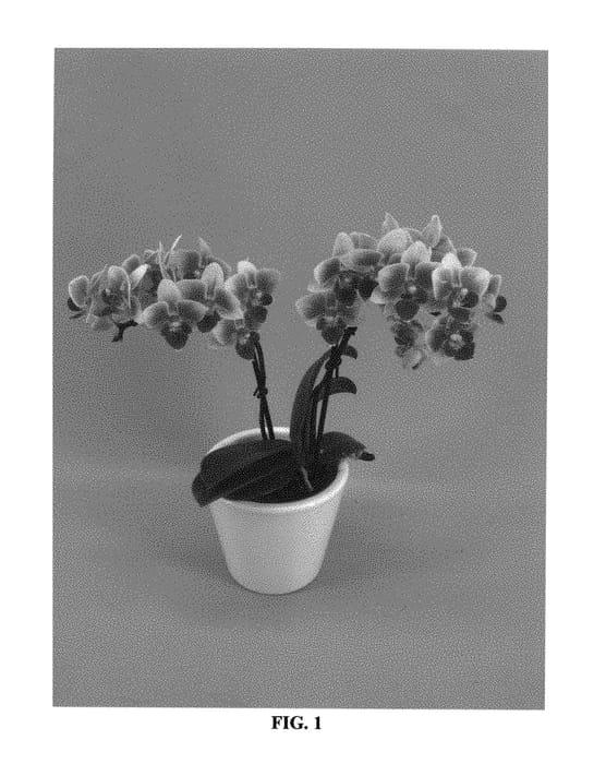 Figure 1 of US plant patent PP30251, the photograph of PHALFATYK printed in the patent.