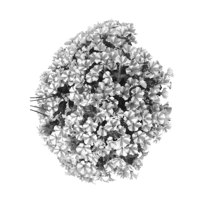 Figure 1 of US plant patent PP30252, the photograph of Dopetsurpista printed in the patent.