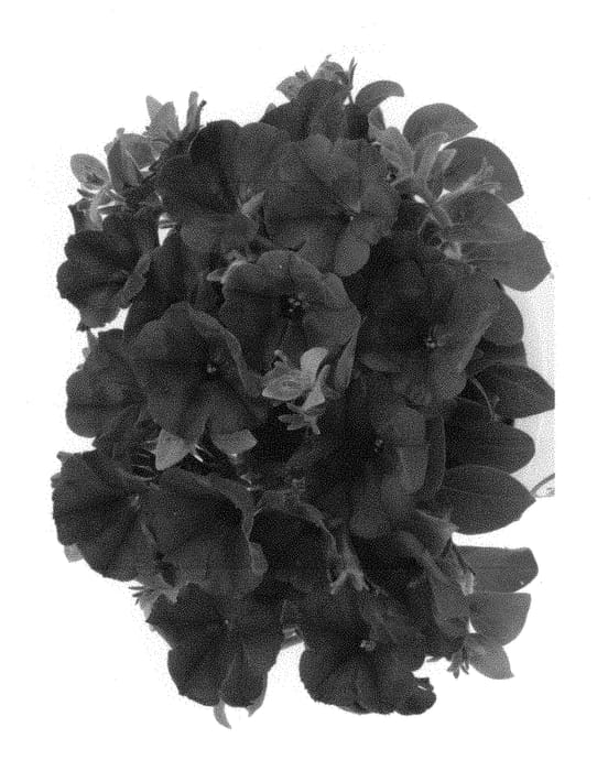 Figure 1 of US plant patent PP30253, the photograph of Dopetsurcob printed in the patent.