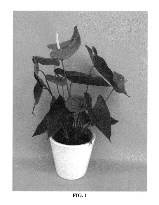Figure 1 of US plant patent PP30254, the photograph of ANTHEUDAM printed in the patent.