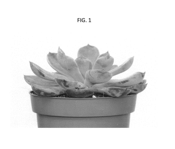 Figure 1 of US plant patent PP30255, the photograph of OVPEARLS03 printed in the patent.