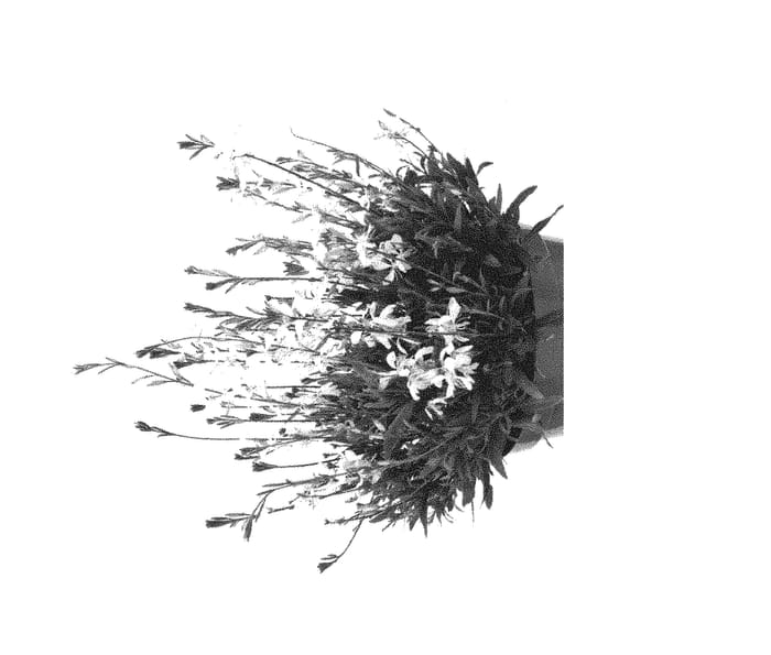 Figure 1 of US plant patent PP30256, the photograph of GBAWH02-1 printed in the patent.