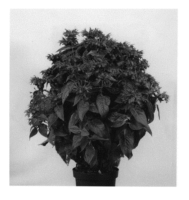 Figure 1 of US plant patent PP30257, the photograph of MONARD0039 printed in the patent.