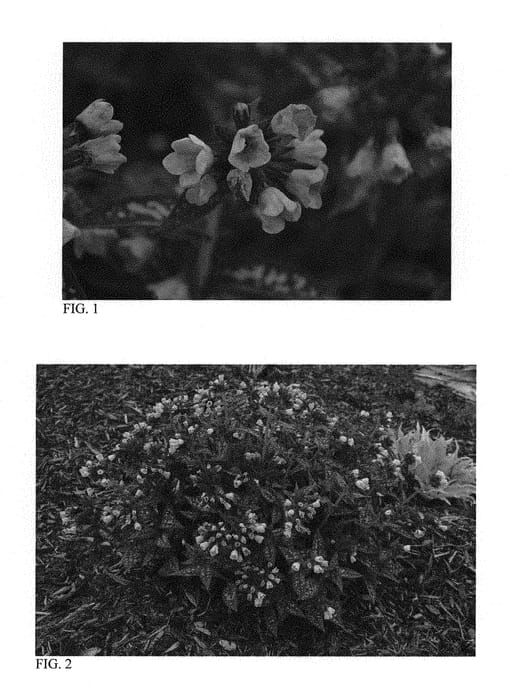 Figure 1 of US plant patent PP30258, the photograph of Twinkle Toes printed in the patent.