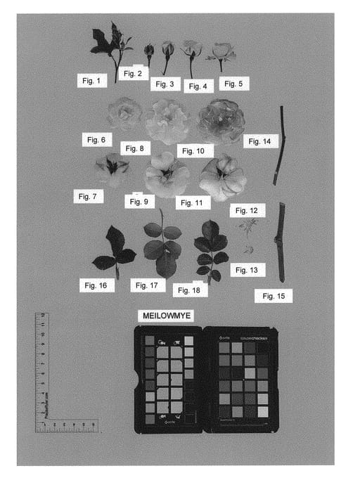 Figure 1 of US plant patent PP30259, the photograph of Meilowmye printed in the patent.