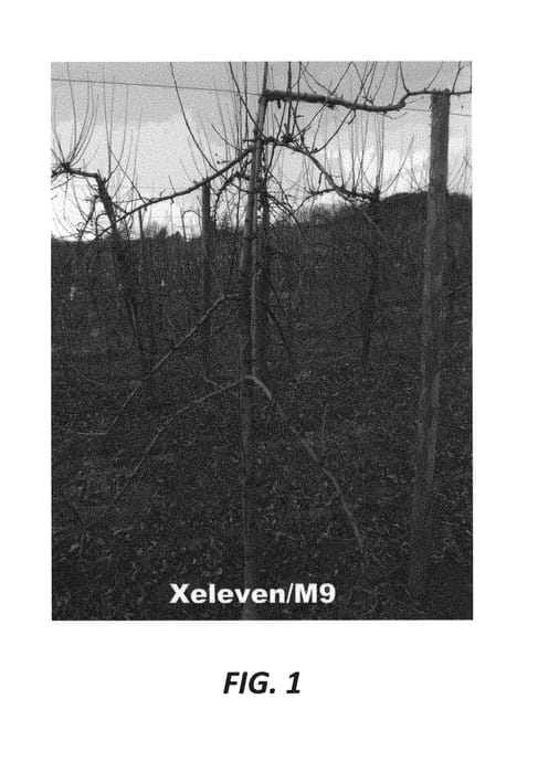 Figure 1 of US plant patent PP30260, the photograph of Xeleven printed in the patent.
