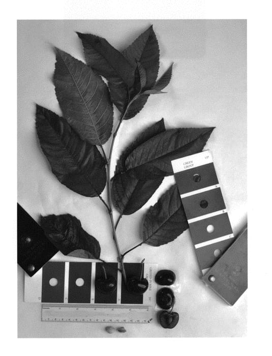 Figure 1 of US plant patent PP30261, the photograph of IFG Cher-seven printed in the patent.
