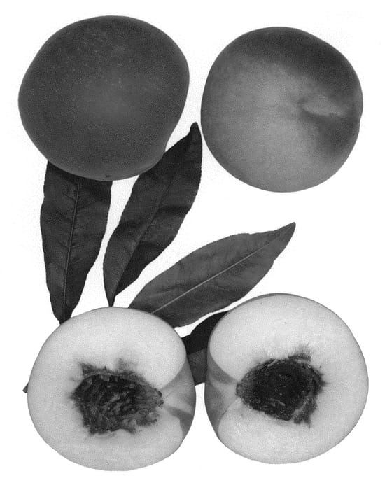 Figure 1 of US plant patent PP30262, the photograph of Mia Snow printed in the patent.