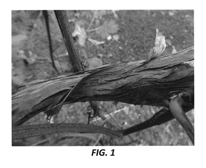 Figure 1 of US plant patent PP30263, the photograph of Crimson Pearl printed in the patent.