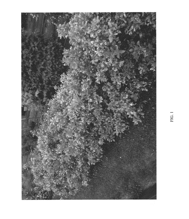Figure 1 of US plant patent PP30264, the photograph of VUKOZ047213 printed in the patent.