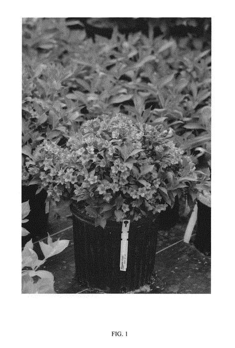 Figure 1 of US plant patent PP30265, the photograph of VUKOZLYRA printed in the patent.