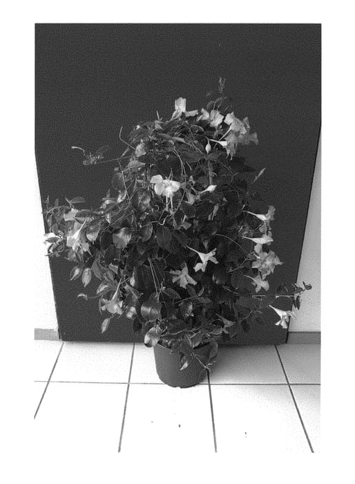 Figure 1 of US plant patent PP30266, the photograph of Inmanpinli printed in the patent.