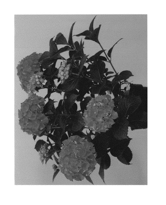 Figure 1 of US plant patent PP30267, the photograph of Hortmagibo printed in the patent.