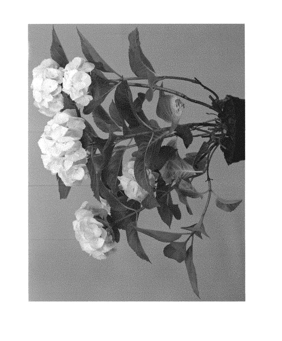 Figure 1 of US plant patent PP30268, the photograph of Hortmablo printed in the patent.