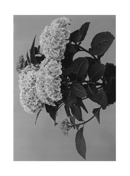 Figure 1 of US plant patent PP30269, the photograph of Hortmablush printed in the patent.