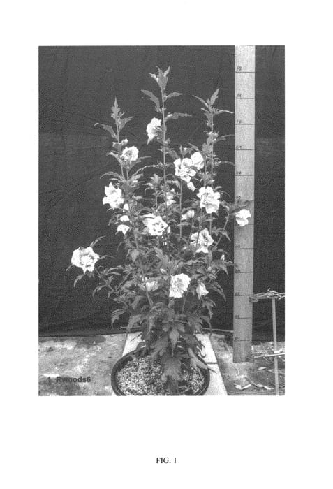 Figure 1 of US plant patent PP30270, the photograph of RWOODS6 printed in the patent.
