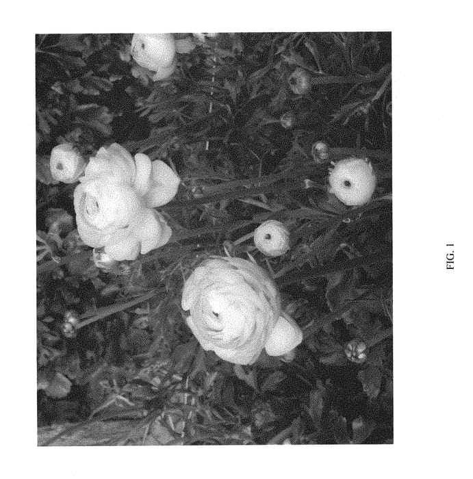 Figure 1 of US plant patent PP30271, the photograph of ABALCHERA printed in the patent.